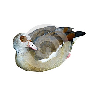 Egiptian goose