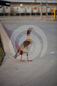 Egiptian male goose alopochen aegyptiaca in urban setting, walks on concrete