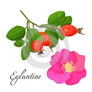 Eglantine blossom and branch with red fruits set photo