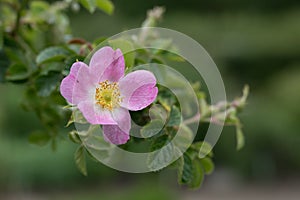 Eglantine Rosa rubiginosa, pink flower photo