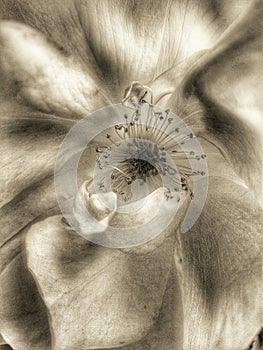 Eglantines Rosa Brier macro