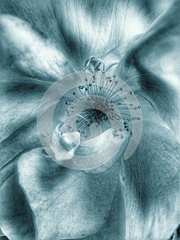 Eglantines Rosa Brier macro