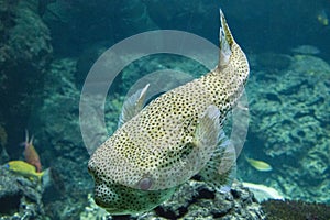 Egotistic fish in aquarium, close-up portrait of fish