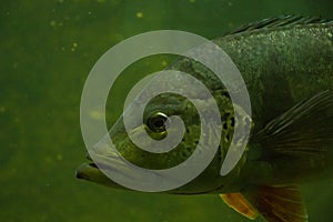 Egotistic fish in aquarium, close-up portrait of fish