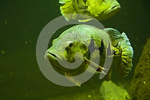 Egotistic fish in aquarium, close-up portrait of fish