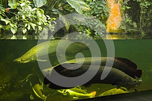 Egotistic fish in aquarium, close-up portrait of fish