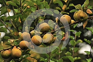 Egremont Russet apples (Organic) photo
