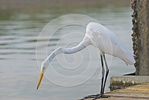 egret