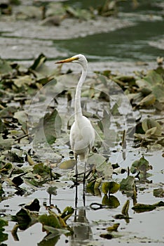 Egret