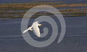 Egret