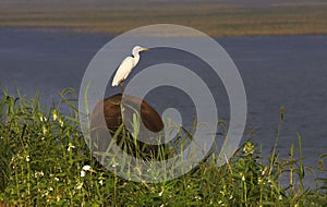 Egret