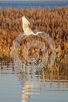 egret