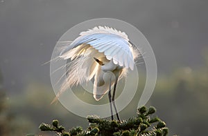 Egret