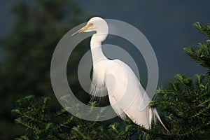 Egret