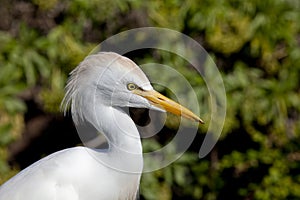 Egret