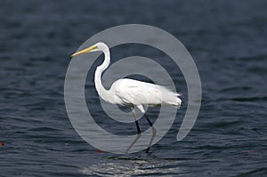 Egret