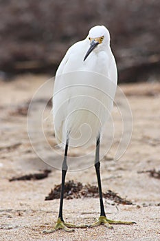 Egret