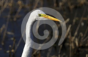 Egret