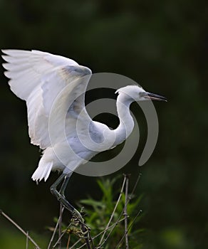 Egret