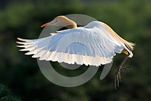 Egret