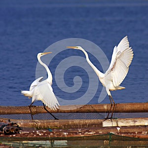 Egret