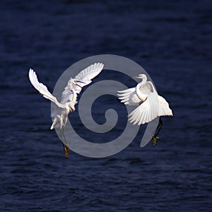 Egret