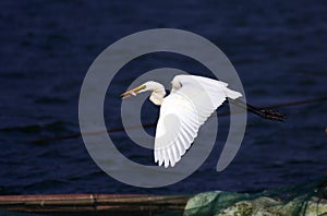 Egret