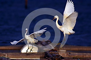 Egret