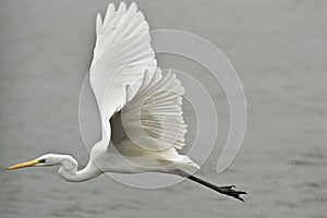 Egret