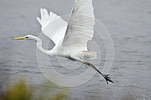 Egret