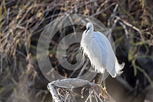 Egret against the light on a branch above a river in Camargue
