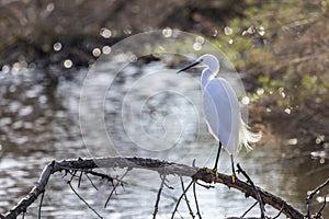 Egret against the light on a branch above a river in Camargue