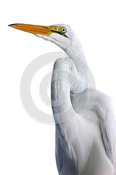 Egret against white