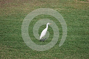 Egret, Aihole Temples, near Badami, Bagalkot, Karnataka, India,