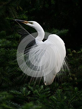 Egret angel
