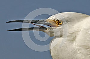 Egret