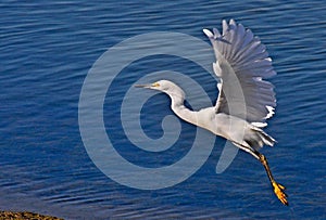 Egret