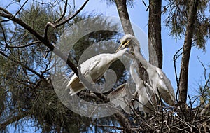 An Egret (Ardea alba) with two juveniles perched on the branch of a tree