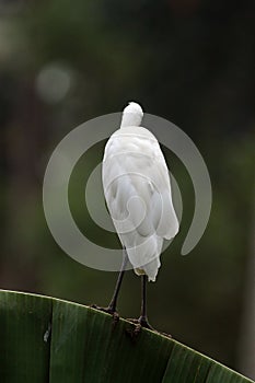 Egret,the Bald White- Back !! photo