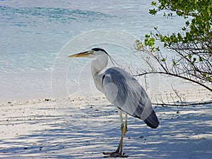 Egret on the beach