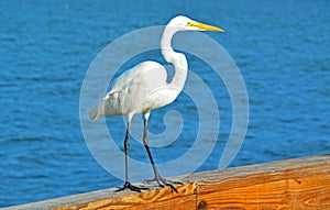 Egret on the Beach Pier