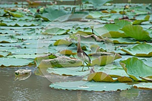 Egret on big lotus leaf