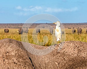 Egret Bird on Back of Elephant in Amboseli Kenya