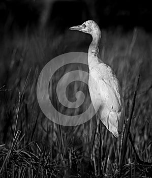 Egret bird close-up monochromic portraiture photograph. Egret walking in the paddy field in the morning