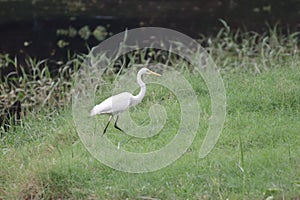 Egret is a bird in the family. Classified as a pelican,