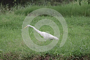 Egret is a bird in the family. Classified as a pelican
