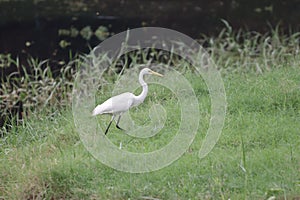 Egret is a bird in the family. Classified as a pelican, it uses the genus Ardeidae. photo