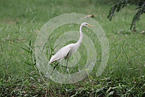 Egret is a bird in the family. Classified as a pelican, it uses the genus Ardeidae. photo