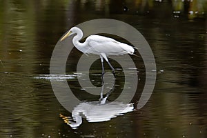 Egret bird looking fish on wetland center in Kota Kinabalu, Sabah, Malaysia. Cattle egret bird Chilling