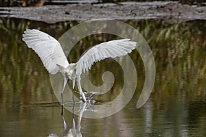 Egret bird looking fish on wetland center in Kota Kinabalu, Sabah, Malaysia. Cattle egret bird Chilling